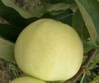 JABŁOŃ PAPIERÓWKA - NAJWCZEŚNIEJSZE- KARŁOWA !!!