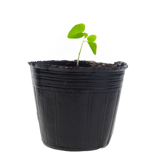 DONICZKI PRODUKCYJNE DO ROZSAD UPRAW WYSIEWU SADZONKI 10SZT/KPL 15X10X na Arena.pl