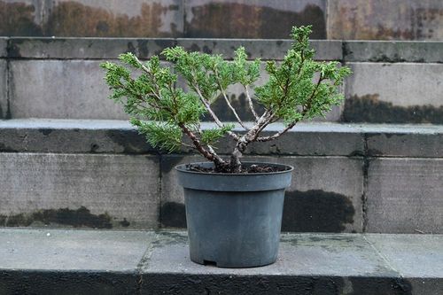 Jałowiec chiński Shimpaku - Juniperus chinensis 0069 na Arena.pl