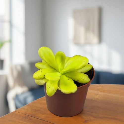 Pinguicula Tłustosz "TINA" idealny na ziemiórki, muszki owocówki itp. na Arena.pl