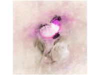 50X50CM OBRAZ ROSE BUTTERFLY MOTYL PASTELOWY KSIĘŻNICZKA DREWNO