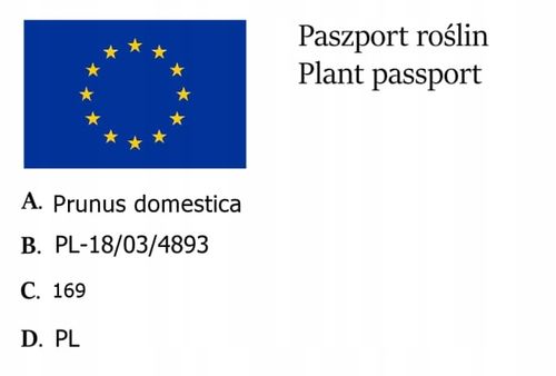 Śliwa KRÓLOWA WIKTORIA - doskonała DUŻA SŁODKA samopylna SOCZYSTA na Arena.pl