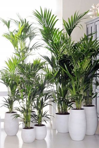 PALMA AREKA Dypsis Lutescens ŻYWY NAWILŻACZ DUŻA PALMA DEKORACYJNA na Arena.pl