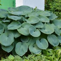 Funkia ELEGANS Hosta Niebieska Duża XL