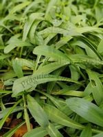 Dzielżan Hoopesa miododajna i dekoracyjna bylina