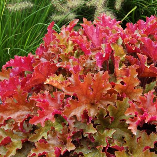 Żurawka MARMALADE na Arena.pl