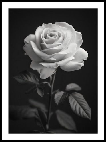 Plakat 42x59,4cm Płatki Róż na Arena.pl