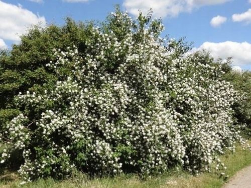 Jaśminowiec wonny BELLE ETOILE Pachnący Biały z plamką Niewysoki Sadzonki na Arena.pl