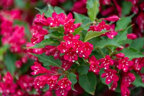 Krzewuszka cudowna 'Red Prince' (Weigela florida) Doniczka 2.0L na Arena.pl