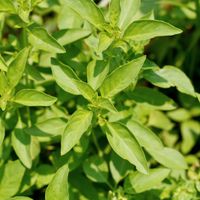 Bazylia Cytrynowa Delikatny Aromat Do Ryb Sałatek Ocimum Basilicum Citriodo