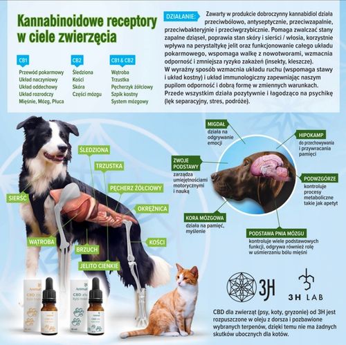 CBD 10% OLEJEK KONOPNY DLA PSÓW PSA KOTÓW KOTA 30ml BROAD SPECTRUM na Arena.pl