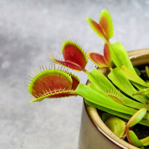 Muchołówka Dionaea Muscipula RED DRAGON OWADOŻERNA Zimoodporne na Arena.pl