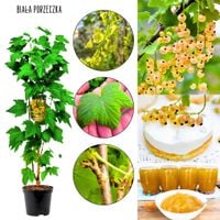 Biała Porzeczka soczysta odmiana KRZEW 40-60 cm