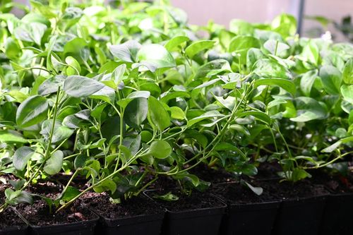 Barwinek większy - Vinca major na Arena.pl
