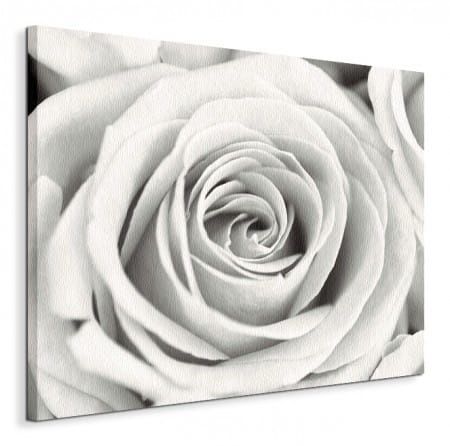 Rose - Obraz na płótnie 80x60 cm na Arena.pl