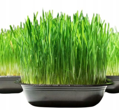 2x EKO Trawka Dla Kota Trawa Odkłaczająca Przysmak EKOLOGICZNA WYROŚNIĘTA na Arena.pl