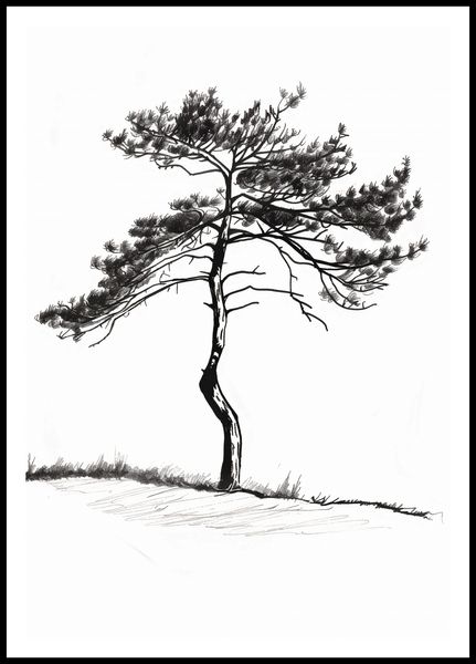 Plakat 68x98cm Samotna Sosna zdjęcie 3