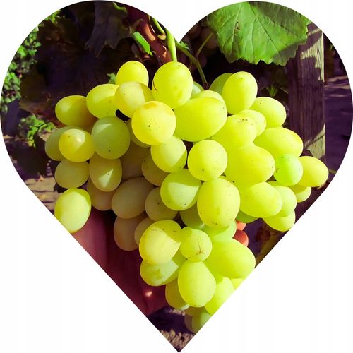 WINOGRON BIAŁY BEZPESTKOWY smakuje lepiej niż Dubajska czekolada na Arena.pl