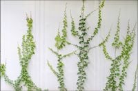 Tło fotograficzne Produktowe FLAT LAT Kulinarne