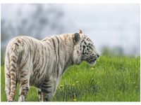 50X70CM BIAŁY TYGRYS- TAMBAKO THE JAGUAR OBRAZ POKOJU DREWNINE