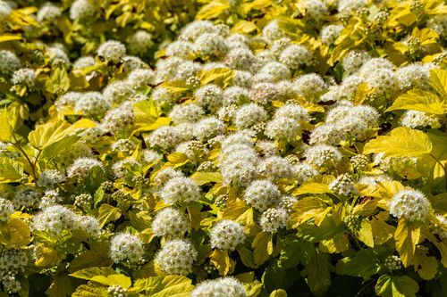 Pęcherznica kalinolistna 'Nugget' (Physocarpus opulifolius) Doniczka 2.0L na Arena.pl