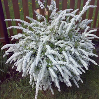 Tawuła Szara GREFSHEIM 50-60cm Krzew Ozdobny do Ogrodu