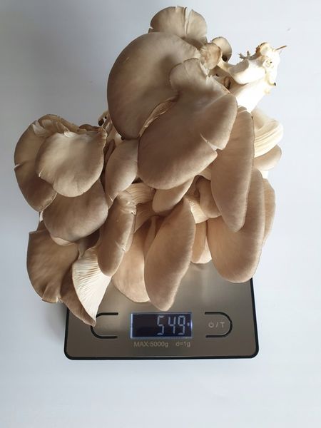 Grzybnia do uprawy domowej boczniak ostrygowaty zdjęcie 7