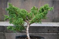 Jałowiec chiński Shimpaku - Juniperus chinensis 0036