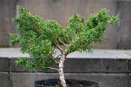 Jałowiec chiński Shimpaku - Juniperus chinensis 0036 na Arena.pl