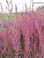 Tamaryszek drobnokwiatowy na pniu (Tamarix) w C2, wysokość 120-140 cm