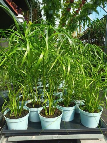 Papirus Cibora zmienna Cyperus alternifolius do Domu Ogrodu i Oczek na Arena.pl