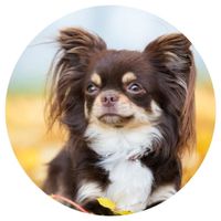 Opłatek na tort Urodziny Pies Piesek Pieski Okazjonalny