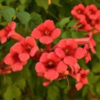 Milin amerykański Czerwony 'Flamenco' (Campsis radicans) Doniczka 2.0L