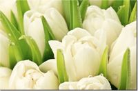 120CM 80CM OBRAZ ŚCIENNY DELIKATNE TULIPANY