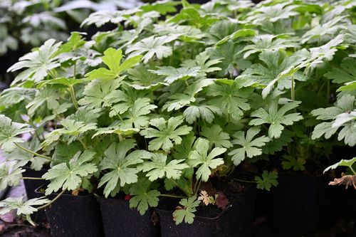 Bodziszek korzeniasty Geranimo White - Geranium macrorrhizum na Arena.pl
