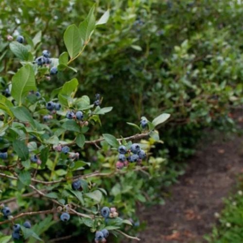 ZIEMIA PODŁOŻE DO BORÓWKI Z NAWOZEM KWAŚNA TORF ROŚLIN KWASOLUBNYCH na Arena.pl