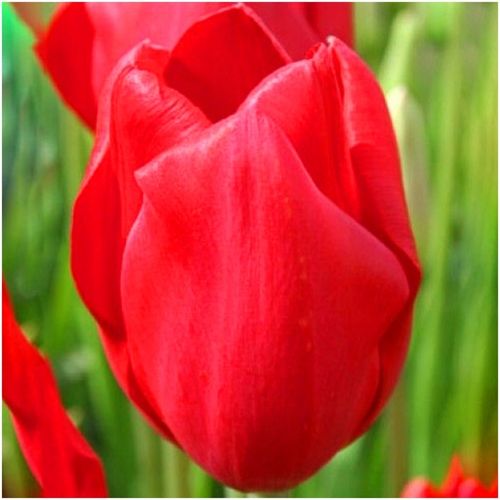 TULIPAN CZERWONY cebulki 50 szt. + GRATIS na Arena.pl