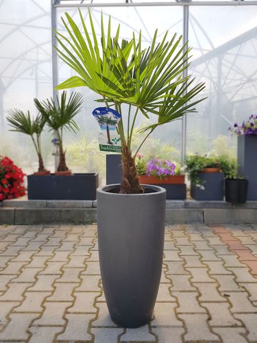 PALMA TRACHYCARPUS  FORTUNEI 120cm na Arena.pl