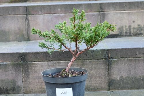Jałowiec chiński Shimpaku - Juniperus chinensis 0051 na Arena.pl