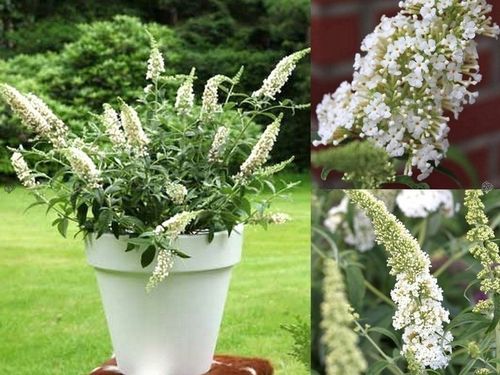 BUDLEJA TRÓJKOLOROWA ZESTAW 3 SADZONEK - MIODODAJNY MOTYLI KRZEW na Arena.pl