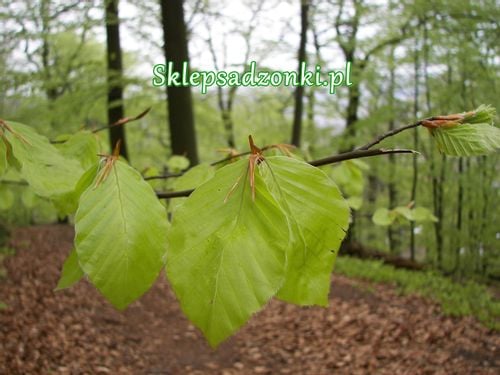 Buk pospolity Żywopłot siewka 100/150cm Fagus Silvatica na Arena.pl