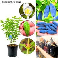 Jagoda Kamczacka Jugana wczesna sadzonka KRZEW 40-70 cm