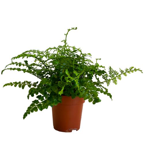 ASPLENIUM PARVATI PAPROĆ 25cm na Arena.pl