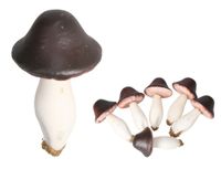 GRZYBKI DEKORACYJNE 6SZT OZDOBA DO STROIKA