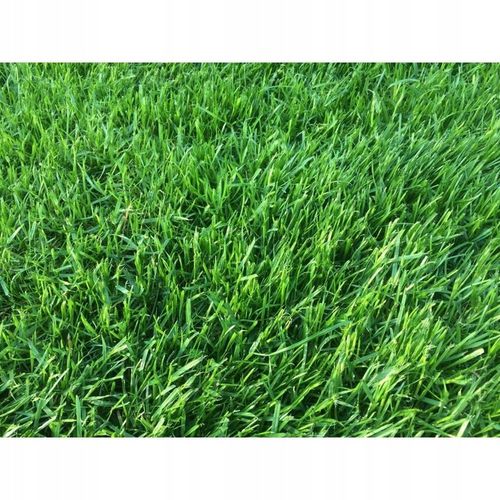 Saletrzak 25kg Nawóz azotowy na trawnik warzywa na Arena.pl