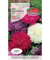 Nasiona Aster Chryzantemowy 1g