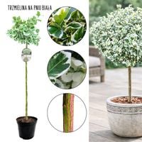 Trzmielina Biała kolorowe krzewy NA PNIU 100-150 cm