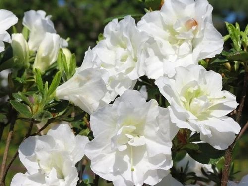 Azalia japońska EISPRINZESSIN Biała Pełne kwiaty Sadzonki 1L na Arena.pl