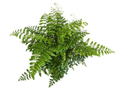 ASPLENIUM PARVATI PAPROĆ 40cm na Arena.pl