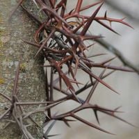 Glediczja trójcierniowa IGLICZNIA Gleditsia Miododajna Sadzonki 1L